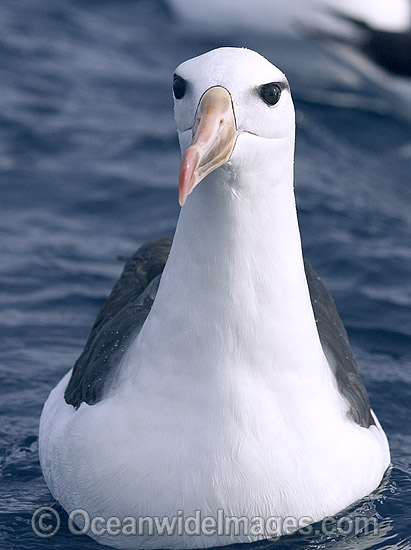Blackbrowed Albatross photo