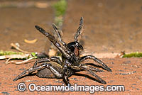 Trapdoor Spider in defence posture Photo - Gary Bell