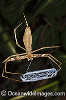  Deinopis subrufa Web-throwing Spider Photo - Gary Bell