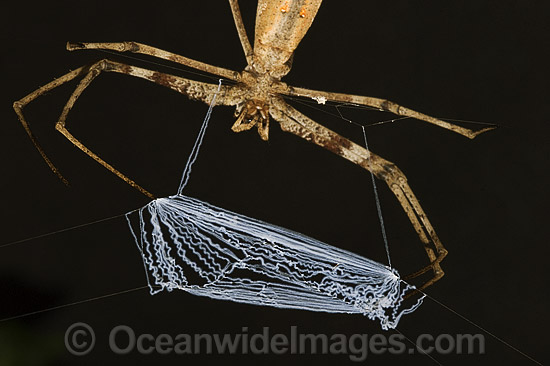 Net-casting Spider Deinopis subrufa photo