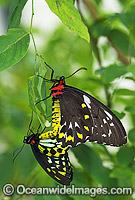 Cairns Birdwing Butterfly mating Photo - Gary Bell