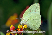 Lemon Migrant Butterfly Catopsilia pomona Photo - Gary Bell