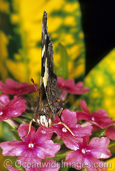 Yellow Admiral Butterfly Vanessa itea photo