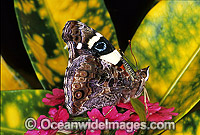 Yellow Admiral Butterfly Photo - Gary Bell