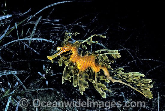 Leafy Seadragon in sea grass photo