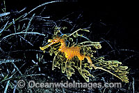 Leafy Seadragon in sea grass Photo - Gary Bell