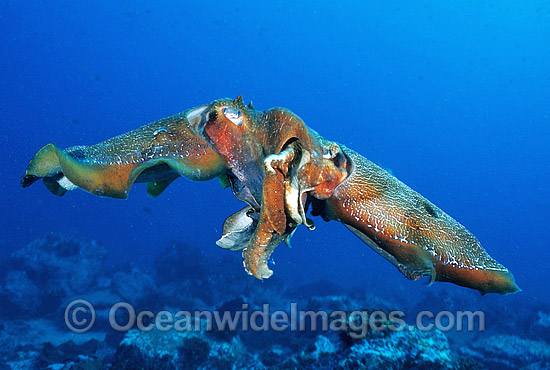 Giant Cuttlefish male female pair mating photo