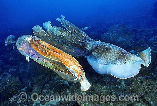 Giant Cuttlefish two rivalling males photo
