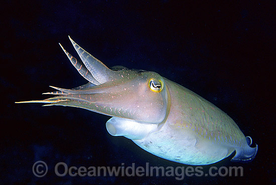 Broadclub Cuttlefish Sepia latimanus photo