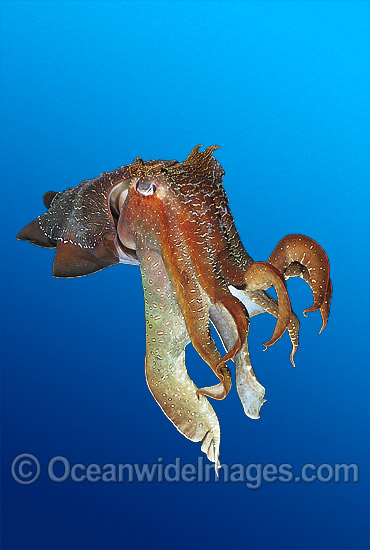 Giant Cuttlefish Sepia apama photo