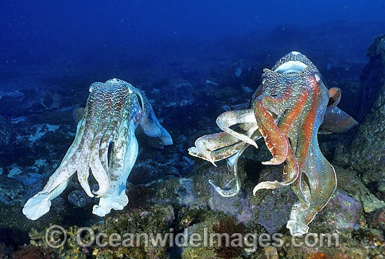 Giant Cuttlefish males photo
