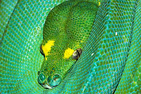 Green Python sub-adult Photo - Gary Bell