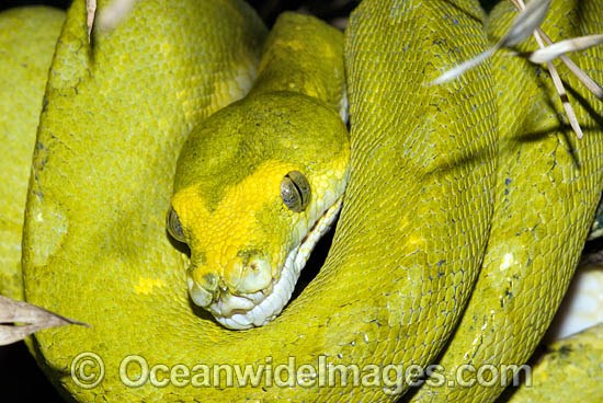 Green Python Morelia viridis sub-adult photo