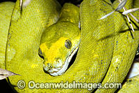 Green Python Morelia viridis sub-adult Photo - Gary Bell