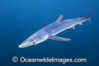 Blue Shark Prionace glauca Photo - Andy Murch