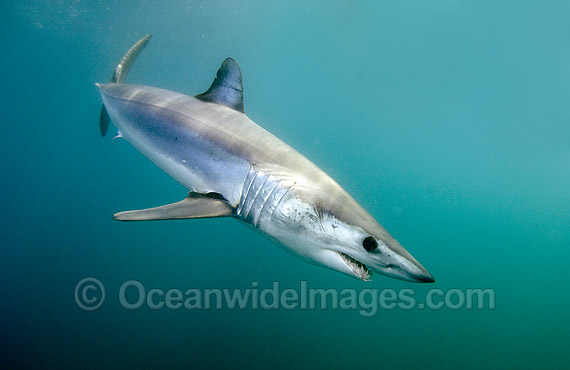 Shortfin Mako Mackeral Shark photo