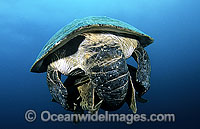 Green Sea Turtles mating Photo - Michael Patrick O'Neill