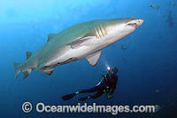 Scuba Diver Grey Nurse Shark Photo - Michael Patrick O'Neill