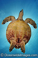 Hawksbill Sea Turtle Photo - Michael Patrick O'Neill