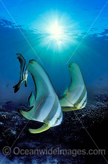 Batfish Platax teira in sunrays photo
