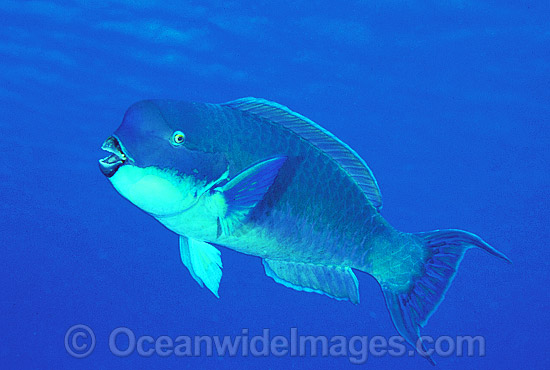 Blunt-headed Parrotfish photo