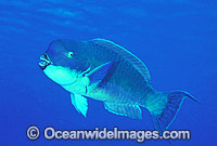 Blunt-headed Parrotfish Photo - Gary Bell