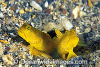 Yellow Shrimp Goby Cryptocentrus cinctus Photo - Gary Bell