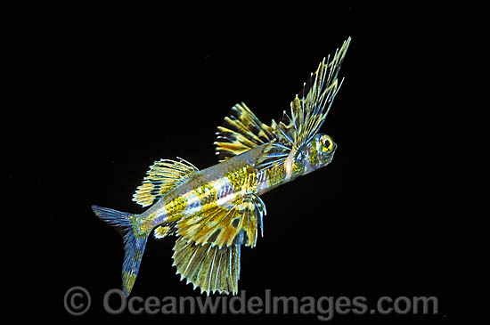 Flying Fish Cypselurus sp. photo