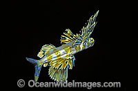 Flying Fish Cypselurus sp. Photo - Gary Bell