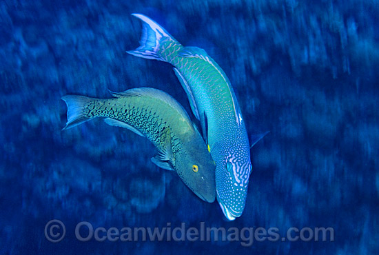 Male Red-speckled Parrotfish courting female photo