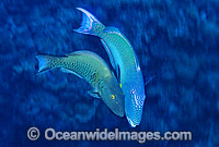 Male Red-speckled Parrotfish courting female Photo - Gary Bell