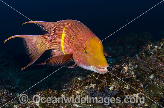 Male Mexican Hogfish in Cocos Island photo