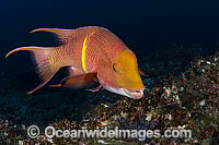 Male Mexican Hogfish in Cocos Island Photo - Michael Patrick O'Neill