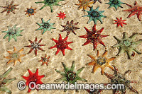 Spurred Sea Stars Patiriella calcar Photo - Gary Bell