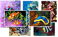 Great Barrier Reef Postcards
