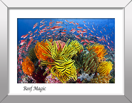 Coral and Fish Print