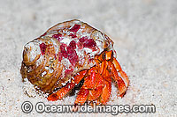 Red Hermit Crab (Coenobita perlata). Cocos (Keeling) Islands, Indian Ocean, Australia