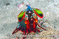 Mantis Shrimp (Odontodactylus scyallarus). Found on sand and rubble throughout the Indo Pacific, including the Great Barrier Reef, Australia.
