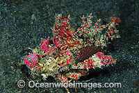 Demon Stinger Scorpionfish (Inimicus didactylus). Also known as Devilfish and Demon Stinger. This fish has venomous spines and can inflict painful stings. Found throughout the Indo-Pacific. Photo taken at Lembeh Strait, Sulawesi, Indonesia