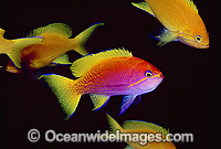 Two-spot Basslet (Pseudanthias bimaculatus) - female. Also known as Twin-spot Basslet. Indo-Pacific