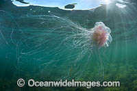 Jellyfish (Cyanea rosella). Found off-shore in South Australia, Victoria and Tasmania, Australia. Photo taken at Whyalla, Spencer Gulf, South Australia, Australia.