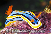 Nudibranch (Chromodoris annae). Also known as Sea Slug. Found throughout the West-Pacific. Photo taken off Anilao, Philippines. Within the Coral Triangle.