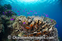 Coral Reef Scene, consisting of Fairy Basslets swarming corals. Kimbe Bay, Papua New Guinea.