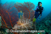 Diver observing a large Gorgonia Coral and Soft Coral. Kimbe Bay, Papua New Guinea.