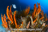 Temperate deep water reef comprising of Reef Fish amongst Sea Sponges, Sea Whips and Crinoid Feather Stars. Photo taken at Governor Island Marine Sanctuary, Bicheno, Tasmania, Australia.