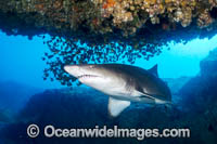 Grey Nurse Shark (Carcharias taurus). Also known as Sand Tiger Shark in USA and Ragged-tooth Shark in South Africa. Photo taken at Solitary Islands, NSW, Australia. Listed Vulnerable on IUCN Red List of Threatened Species.