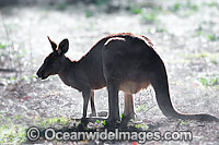 Eastern Grey Kangaroo (Macropus giganteus) - in early morning mist. Found in forests, woodlands and shrublands throughout eastern Australia. Photo taken Warrumbungle National Park, New South Wales, Australia