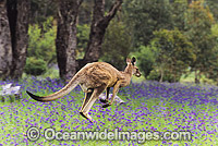 Eastern Grey Kangaroo (Macropus giganteus), male hopping though flowering Paterson's Curse. Warrumbungle National Park, New South Wales, Australia.