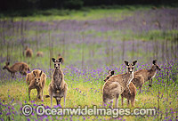 Eastern Grey Kangaroo (Macropus giganteus), mob feeding amongst flowering Paterson's Curse. Warrumbungle National Park, New South Wales, Australia.