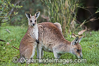 Eastern Grey Kangaroo (Macropus giganteus), mother with joey. Photo taken at the Warrumbungle National Park, New South Wales, Australia.